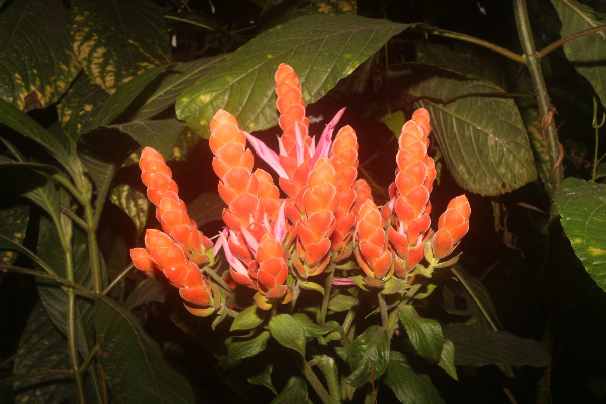 Aphelandra sinclairiana Nees